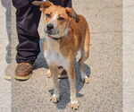 Small #3 German Shepherd Dog Mix