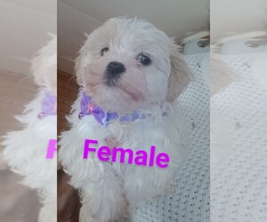 Mal-Shi Puppy for sale in WOBURN, MA, USA