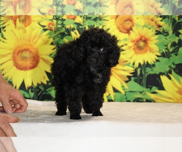 Medium Photo #23 Poodle (Toy) Puppy For Sale in DYERSBURG, TN, USA