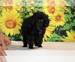 Pedro - Male Poodle (Toy) Puppy for Sale - Photo #23
