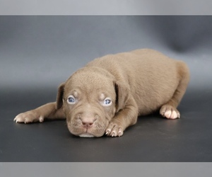 American Bully Puppy for sale in CHAMPAIGN, IL, USA