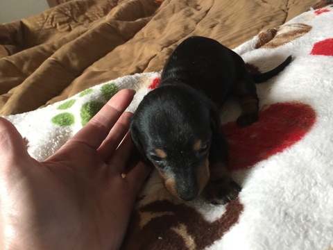 Medium Photo #10 Dachshund Puppy For Sale in KINGSLAND, TX, USA