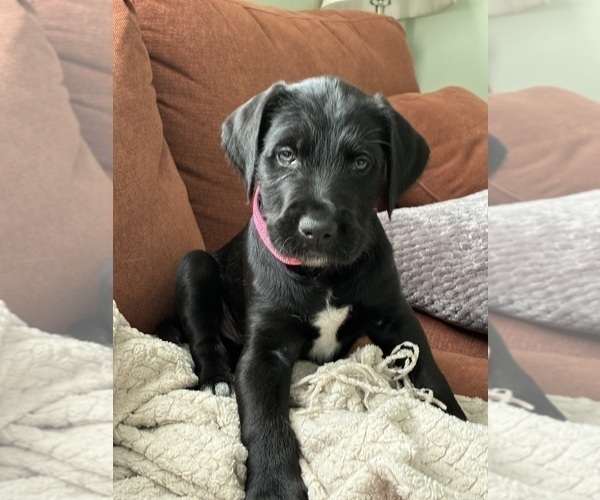 Medium Photo #1 Great Dane-Sheepadoodle Mix Puppy For Sale in EGG HARBOR CITY, NJ, USA