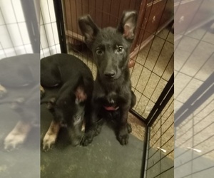 German Shepherd Dog Puppy for sale in MIDDLETOWN, CT, USA