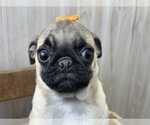Small #1 Pug