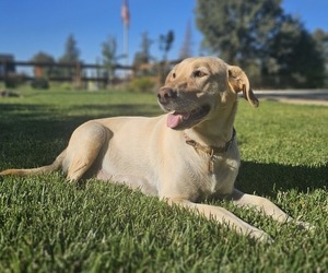 Mother of the Labrador Retriever puppies born on 07/18/2026