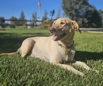 Small Photo #1 Labrador Retriever Puppy For Sale in PASO ROBLES, CA, USA