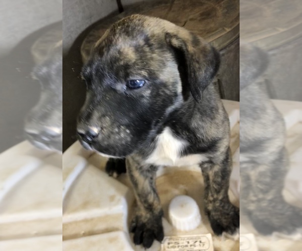 Medium Photo #9 Presa Canario Puppy For Sale in MESA, AZ, USA
