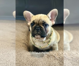 French Bulldog Puppy for sale in CHASE CITY, VA, USA