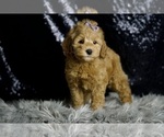 Small #5 Goldendoodle (Miniature)