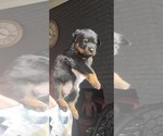 Small Photo #18 Rottweiler Puppy For Sale in PENSACOLA, FL, USA