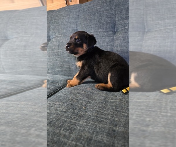 Medium Photo #5 Rottweiler Puppy For Sale in BRADFORD, NY, USA