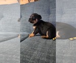 Small #4 Rottweiler