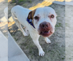 Small #5 Boxer Mix