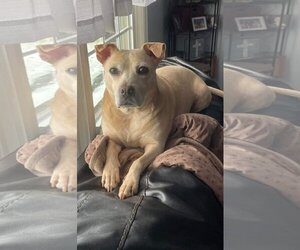 Chinese Shar-Pei-Labrador Retriever Mix Dogs for adoption in Rustburg, VA, USA