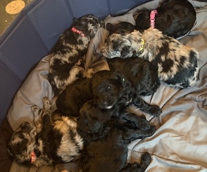 Schnoodle (Giant) Puppy for Sale in MINNEAPOLIS, Minnesota USA