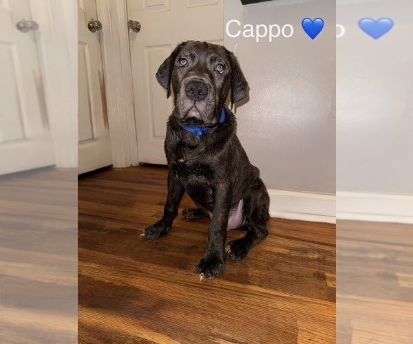 Medium Photo #1 Cane Corso Puppy For Sale in PHILADELPHIA, PA, USA