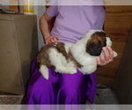 Puppy 1 Saint Bernard