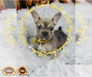 French Bulldog Puppy for sale in ATHENS, GA, USA