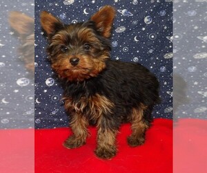 Yorkshire Terrier Litter for sale in PATERSON, NJ, USA