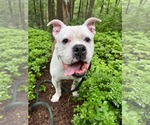 Small #2 Bulldog Mix