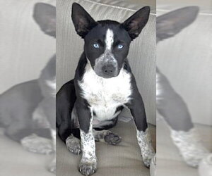 Mutt Dogs for adoption in Houston, TX, USA