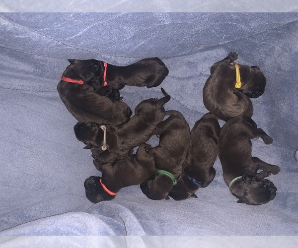 Medium Photo #2 Boerboel Puppy For Sale in LAS CRUCES, NM, USA
