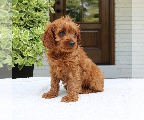 Medium Photo #2 Cavapoo (Miniature) Puppy For Sale in NARVON, PA, USA