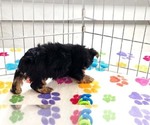 Small Photo #7 Yorkshire Terrier Puppy For Sale in ORO VALLEY, AZ, USA