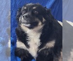 Small Photo #2 Australian Shepherd-Unknown Mix Puppy For Sale in Cuba, NY, USA