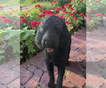 Small #2 Poodle (Standard)