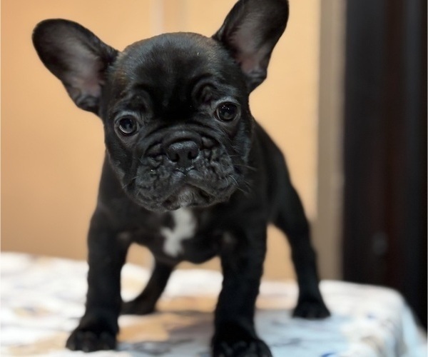 Medium Photo #1 French Bulldog Puppy For Sale in RIALTO, CA, USA