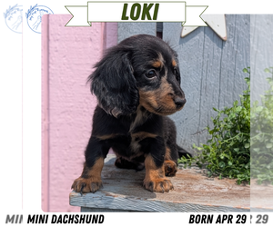 Medium Dachshund