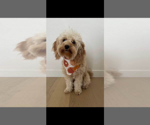 Medium Photo #1 Goldendoodle (Miniature) Puppy For Sale in LONGVIEW, WA, USA