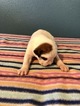 Small Photo #8 Boxer Puppy For Sale in BENICIA, CA, USA