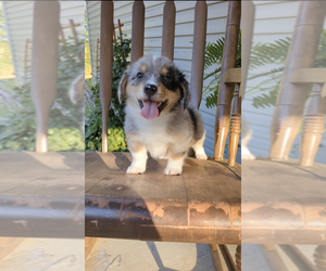 Aussie-Corgi Puppy for sale in LEBANON, MO, USA