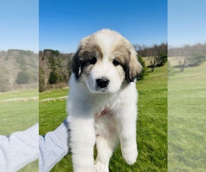 Great Pyrenees Puppy for sale in CAMBRIDGE, OH, USA