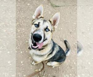German Shepherd Dog-Siberian Husky Mix Dogs for adoption in Santa Barbara, CA, USA