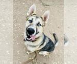Small German Shepherd Dog-Siberian Husky Mix