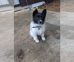 Border Collie Puppy for sale in OAK HARBOR, WA, USA