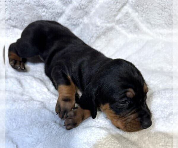 Medium Photo #32 Black and Tan Coonhound-Bluetick Coonhound Mix Puppy For Sale in OAK HILLS, CA, USA