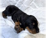Small Photo #32 Black and Tan Coonhound-Bluetick Coonhound Mix Puppy For Sale in OAK HILLS, CA, USA