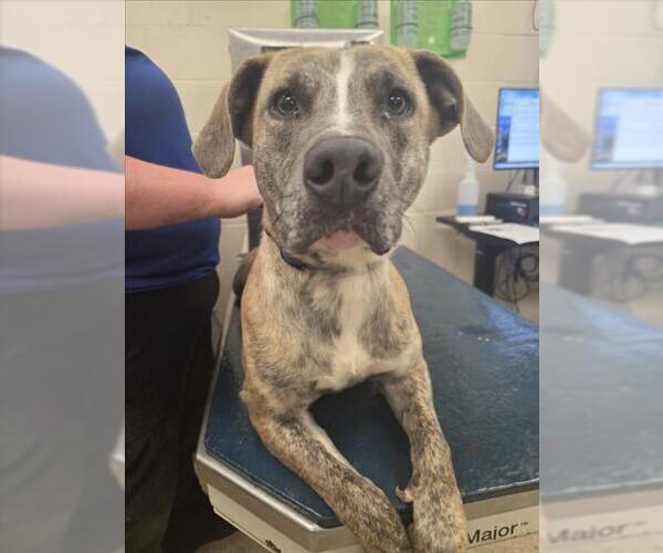 Medium Photo #1 Plott Hound-Unknown Mix Puppy For Sale in Mobile, AL, USA