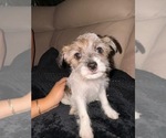 Puppy Puppy 3 Chorkie