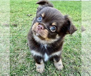 Chihuahua Puppy for Sale in OAKWOOD, Georgia USA