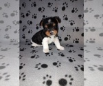 Small #1 Biewer Yorkie