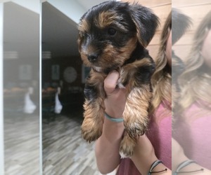Yorkshire Terrier Puppy for sale in ALFORD, FL, USA