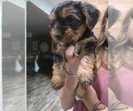 Litter of 2 - Male Yorkshire TerrierLitter of Puppies for Sale - Small photo