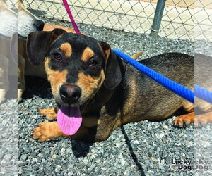 Dachshund-Unknown Mix Dogs for adoption in Washington, DC, USA
