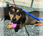 Small Dachshund Mix